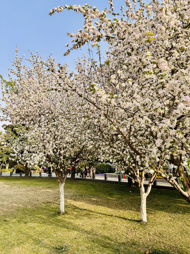 Hanfu Among the Blossoms: When Tradition Meets Transient Beauty