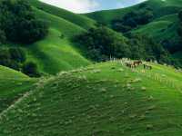 Xinjiang – Wild Blossoms Across Rugged Silk Road Landscapes