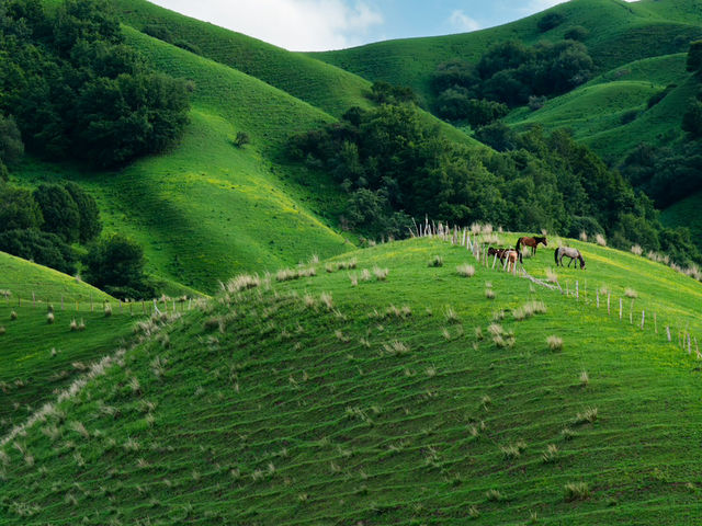 Xinjiang – Wild Blossoms Across Rugged Silk Road Landscapes