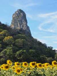 ทุ่งดอกทานตะวัน  ลพบุรี