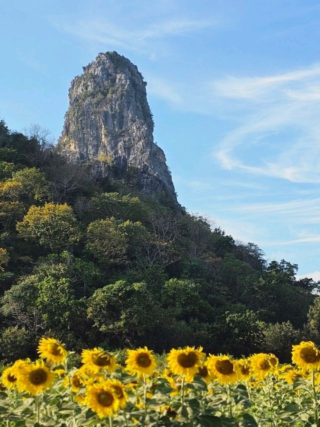 ทุ่งดอกทานตะวัน  ลพบุรี