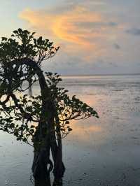 Dancing Trees and Golden Seas: Walakiri’s Hidden Magic
