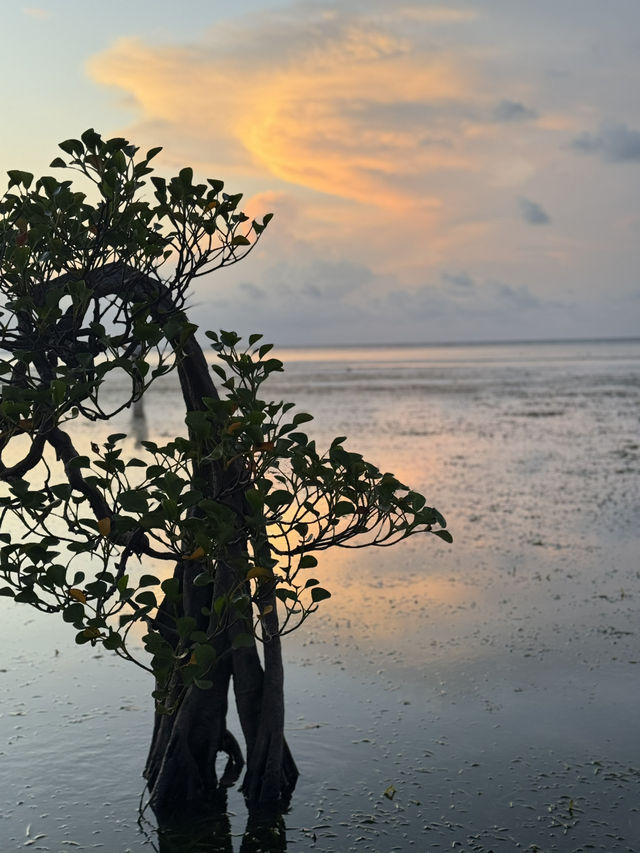 Dancing Trees and Golden Seas: Walakiri’s Hidden Magic