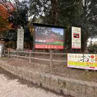 Just an Hour from Osaka: A Charming World of Deer, Temples & Tranquility