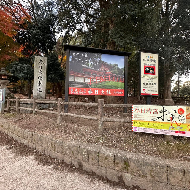 Just an Hour from Osaka: A Charming World of Deer, Temples & Tranquility
