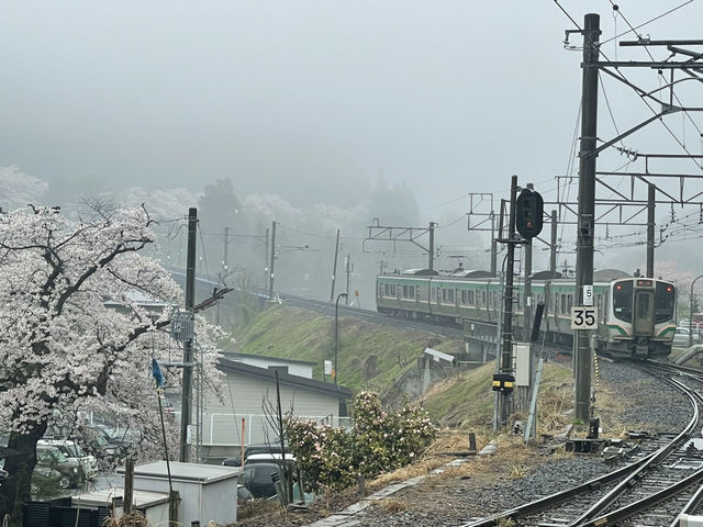 登高又賞櫻 接近四月尾都仲有