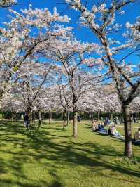 Fun Under The Cherry Blossom at Bloesempark