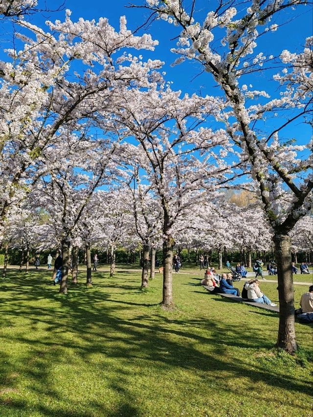 Fun Under The Cherry Blossom at Bloesempark