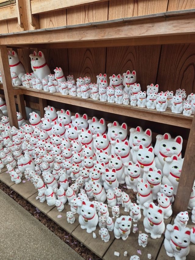 🐾 고양이 덕후 필수 코스! 도쿄 고토쿠지 신사 방문 후기