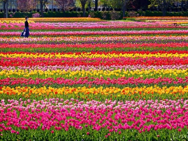 【北海道】70万本の色とりどりのチューリップ畑！「かみゆうべつチューリップフェア」