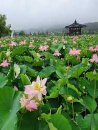 When in Haman Lotus Theme Park