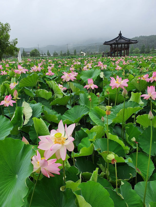 When in Haman Lotus Theme Park