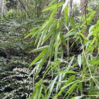 雲之南道步道｜茶園與竹林交織的療癒健行路線