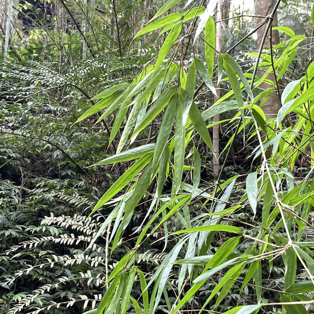 雲之南道步道｜茶園與竹林交織的療癒健行路線