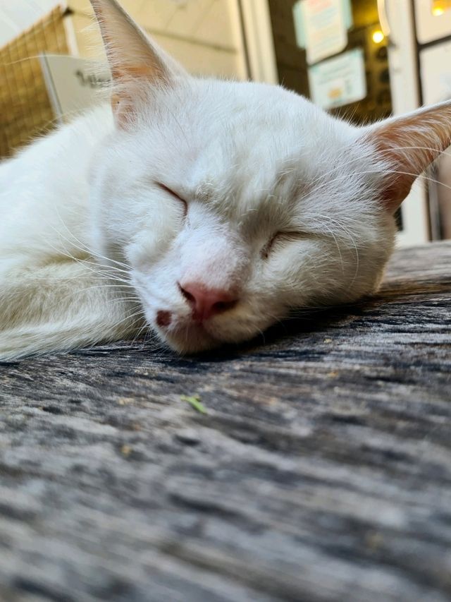 บ้านไอติมก้นโอ่ง Icecream&Cat Cafe หัวหิน