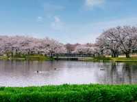 A Cherry Blossom Tunnel Straight Outta a Dream