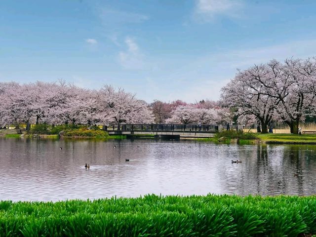 A Cherry Blossom Tunnel Straight Outta a Dream