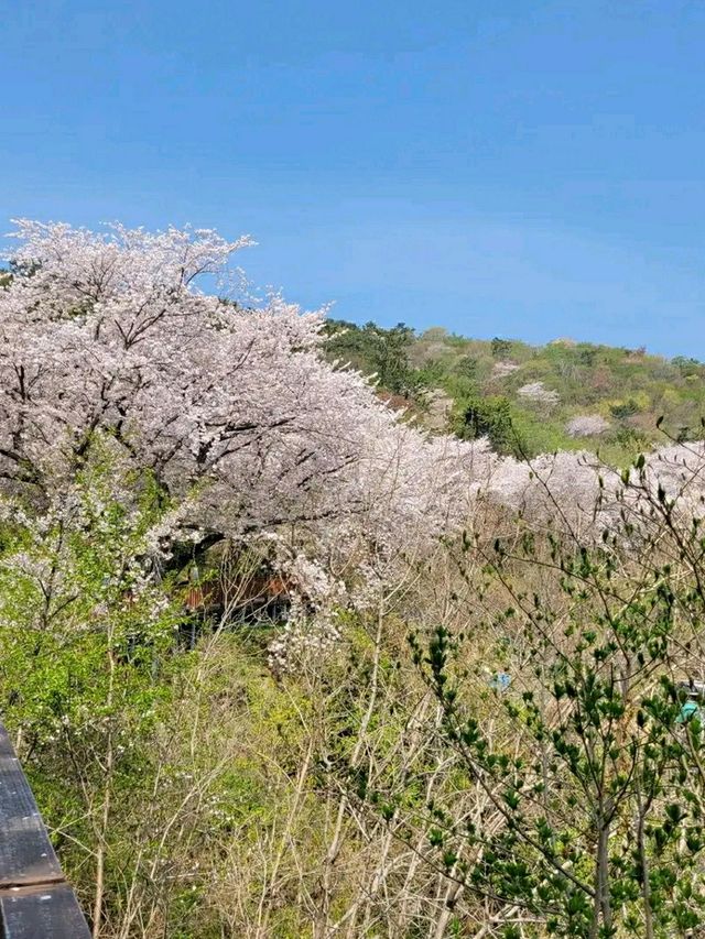 Changwon in Bloom: Experience the Magic of the Jinhae Cherry Blossom Festival