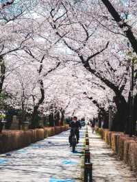 Aoyama Cemetery: Quiet Elegance Beneath the Blossoms