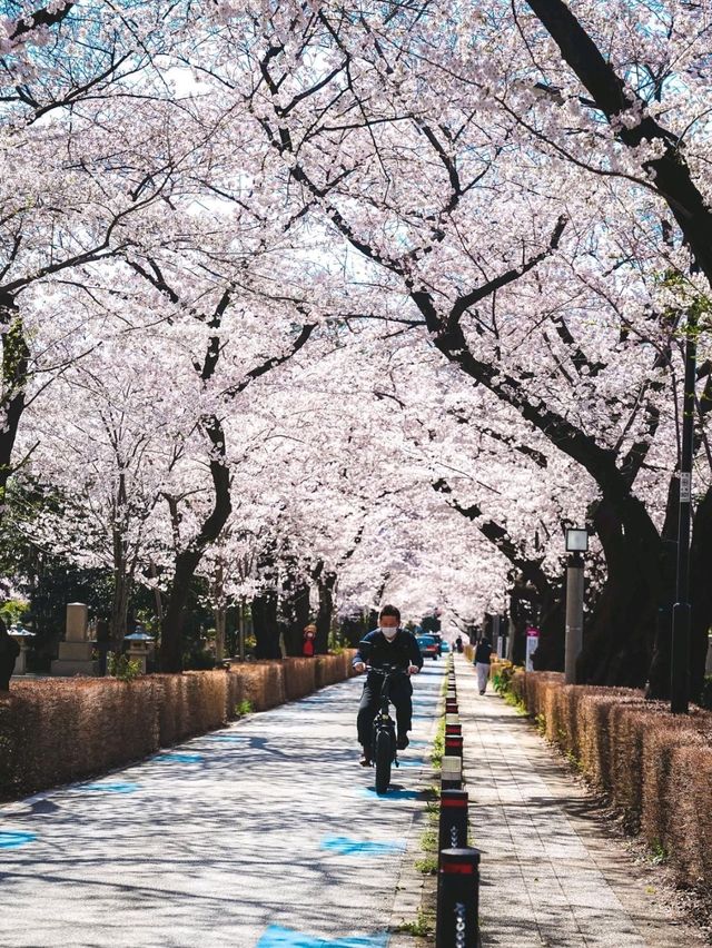 Aoyama Cemetery: Quiet Elegance Beneath the Blossoms