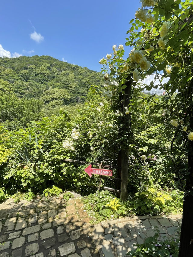 【熱海】今が見ごろ🌹✨ 熱海の絶景バラ園で癒されよう💘