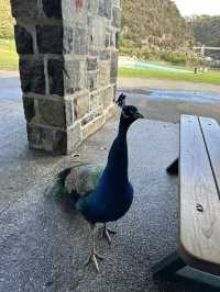  Nice family trip to Tasmania & Melbourne 