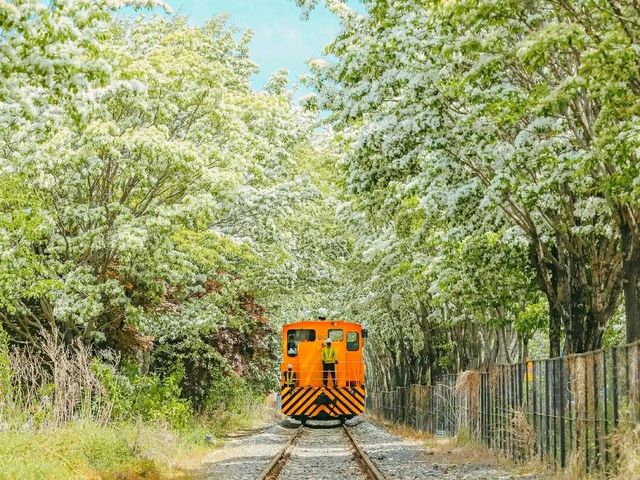 Chuncheon in Bloom: A Serene Cherry Blossom Escape