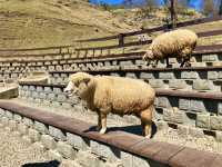 Cingjing Farm — Cherry Blossoms, Sheep & Scenic Peaks in Taiwan