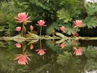 Bennetts Water Gardens – A Tranquil Slice of Paradise in Dorset, England