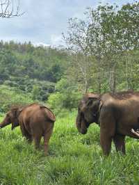 🇹🇭泰國清邁Kerchor 大象保護公園🐘✨不強迫大象的友善環境