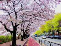Pink Parade Along the Han: Walking Yeouiseo-ro in Full Bloom