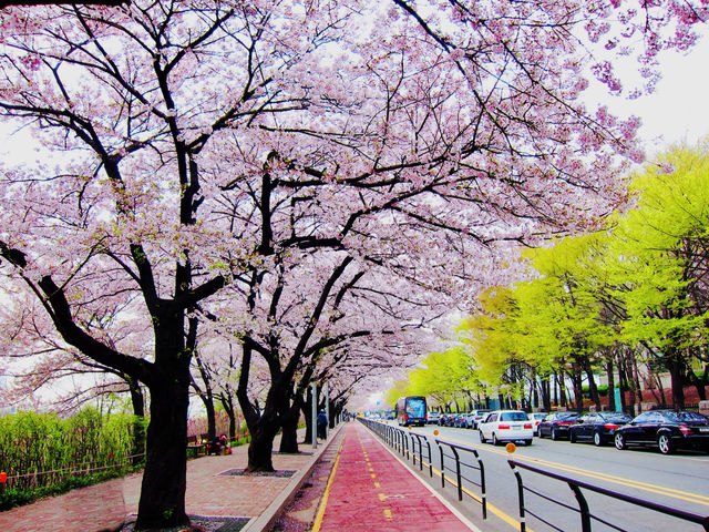 Pink Parade Along the Han: Walking Yeouiseo-ro in Full Bloom