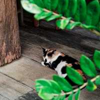 Young Folk Bean & Brew คาเฟ่บรรยากาศอบอุ่น