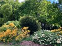 A Lovely Day at Blickling Hall – Rhododendrons in Bloom