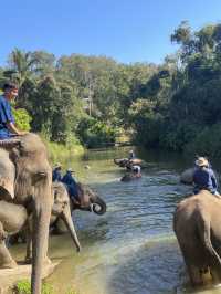 A Day with Elephants in Lampang