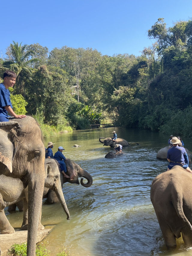 A Day with Elephants in Lampang