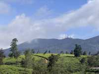 Green Pastures and Cool Breeze #Nuwareliya