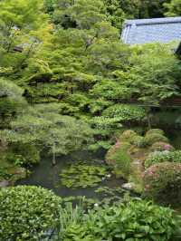 【行く前にこれ見て】瑞々しい翠の世界で心洗われる青もみじの絶景🌿※周辺観光情報付き