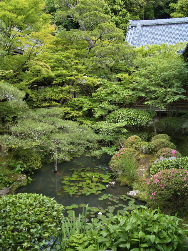 【行く前にこれ見て】瑞々しい翠の世界で心洗われる青もみじの絶景🌿※周辺観光情報付き