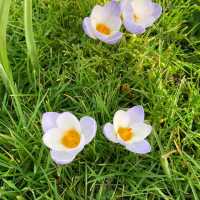 Spring in the Netherlands: A Season of Blooms and Beauty