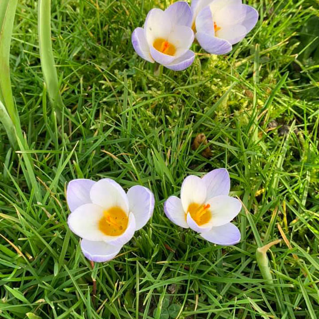 Spring in the Netherlands: A Season of Blooms and Beauty