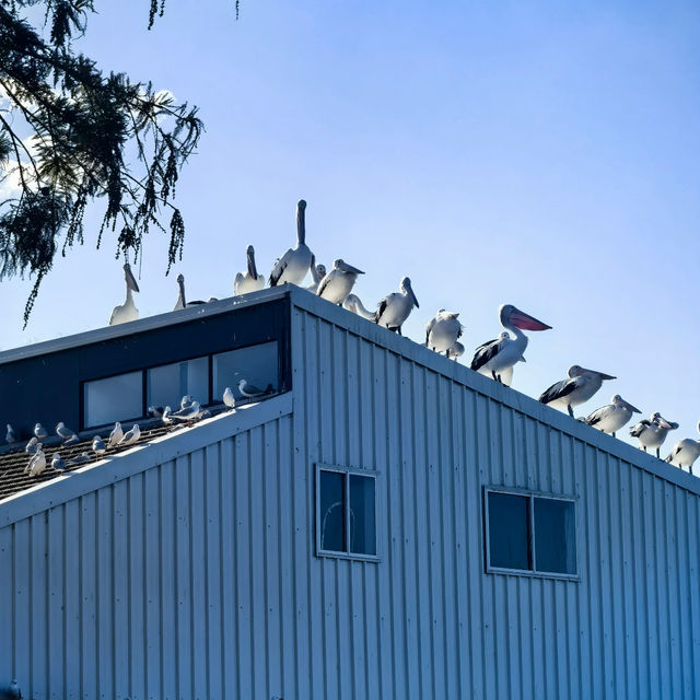 🌊 Sydney Day Trip | Woy Woy — The Pelican Town 🐦✨