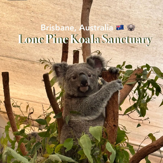 🦘 Brisbane | A Guide to Getting Up Close with Kangaroos