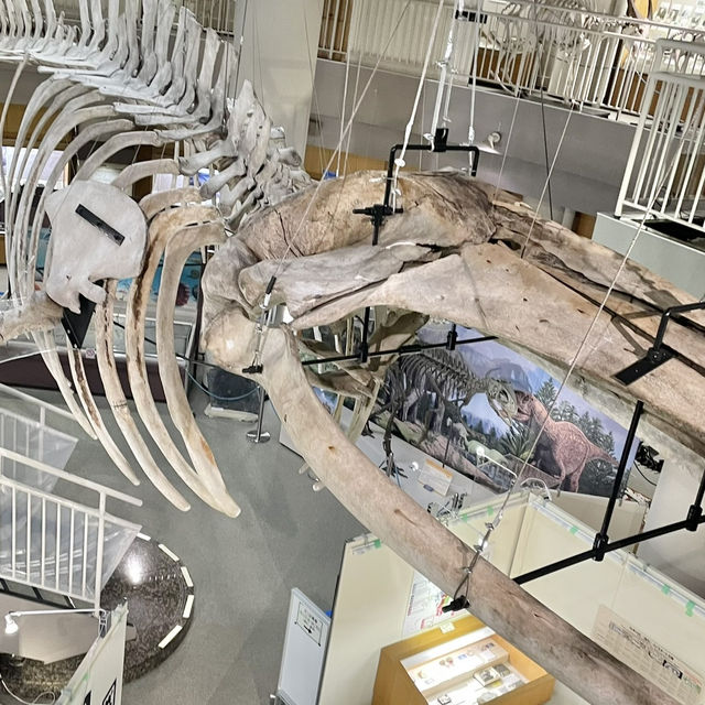 激安🦖✨️見応え抜群博物館
