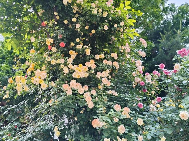 🌹✨【首爾隱藏版玫瑰牆❣️延南洞必去打卡點】✨🌹