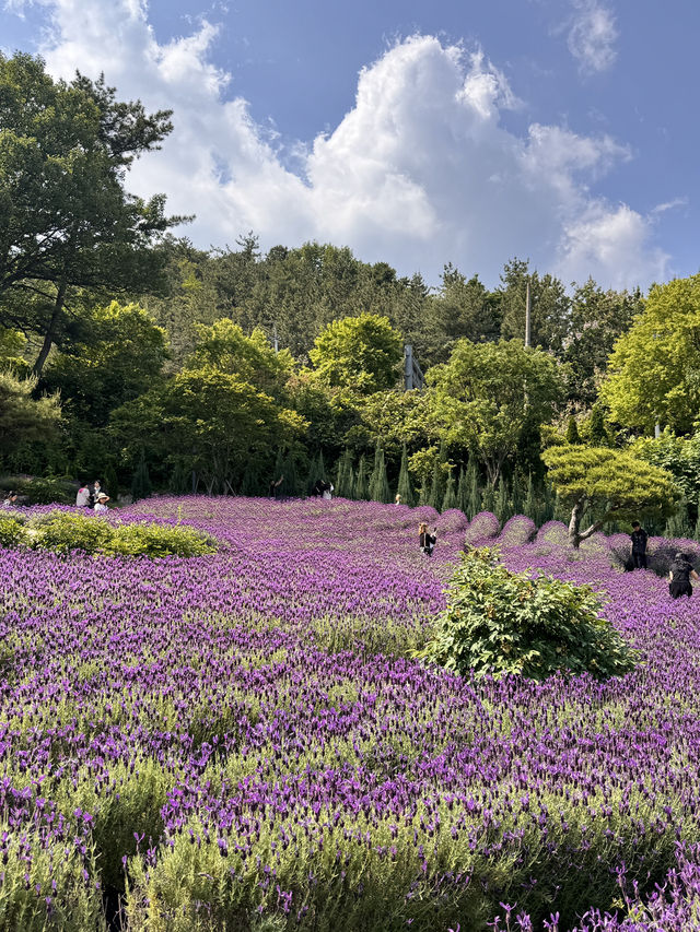 💜 양산 라벤더 카페, 보랏빛 힐링 스팟! 💜