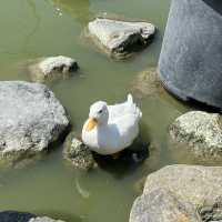 【花鳥園】鳥好き必見！掛川にある鳥天国🦜🦆🦉