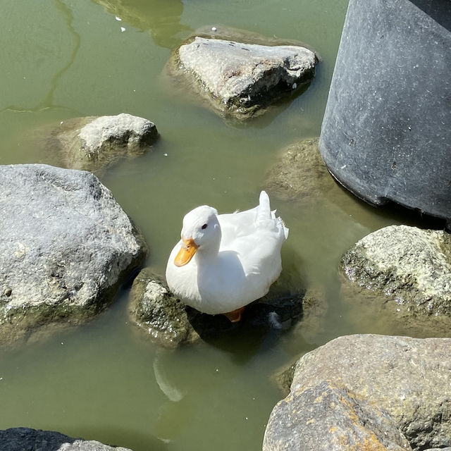 【花鳥園】鳥好き必見！掛川にある鳥天国🦜🦆🦉