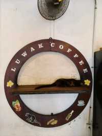 🇮🇩Have you tried Civet Poop Coffee?💩Luwak Coffee