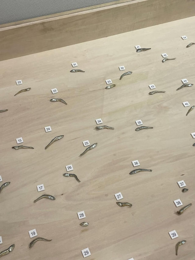 🎯【秋田・秋田県立美術館】藤田嗣治の大壁画に出会える、水辺のモダンアート空間 